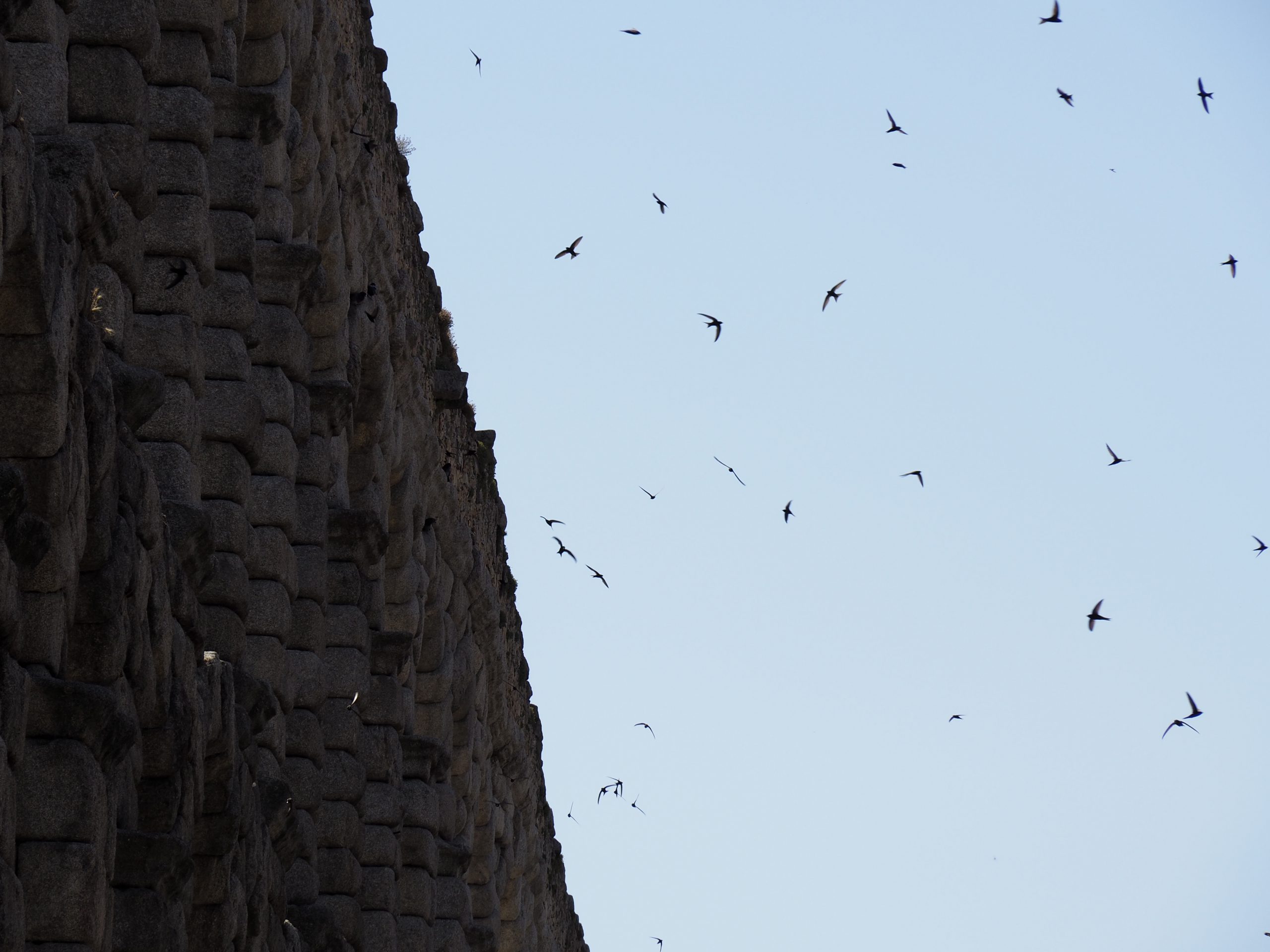 20210710 Vencejos Acueducto KAM3804