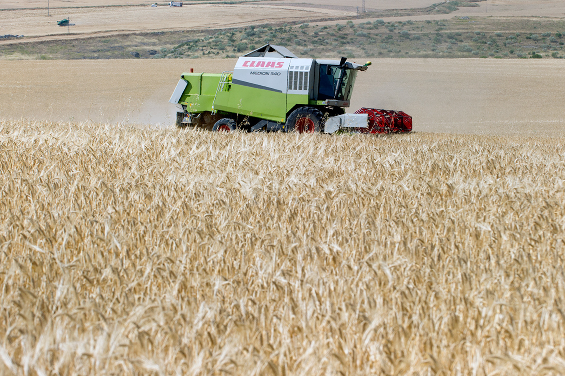 Cosecha Trigo Alcazar Catedral KAM0227
