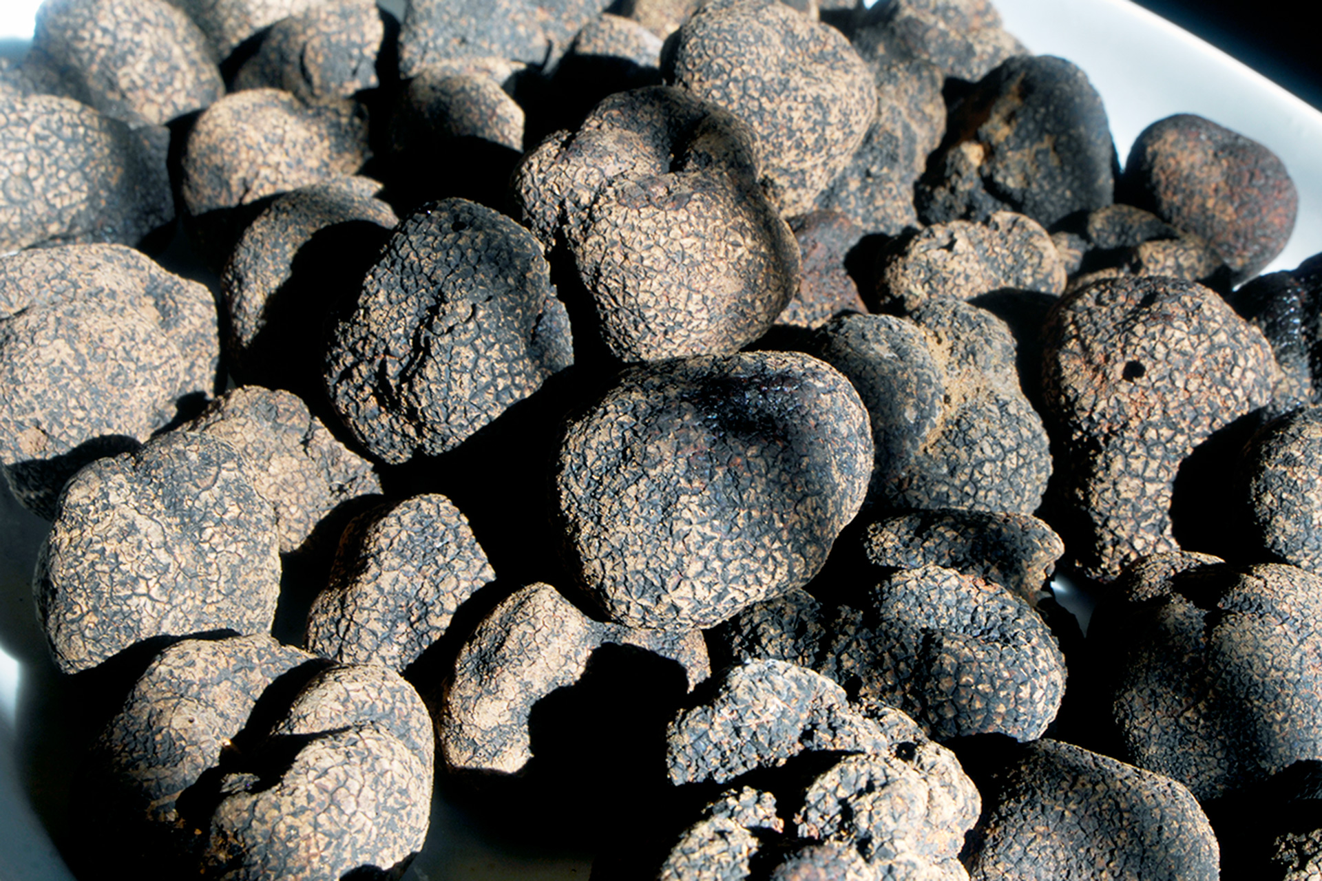 La truficultura, un activo para luchar contra la despoblación 1 Restaurante Maracaibo Fuente Trufas KAM6748