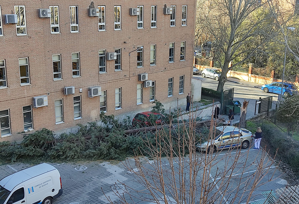 El ciprés tenía una altura aproximada de 20 metros, según los bomberos. / Jorge Esteban
