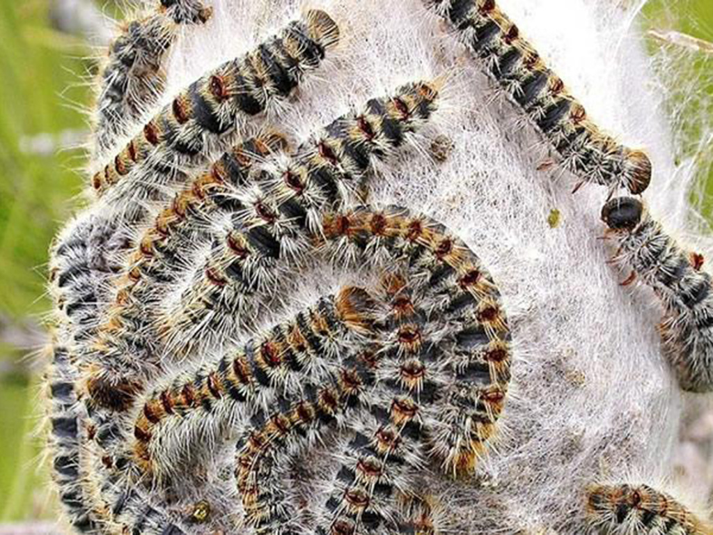 oruga procesionaria pino