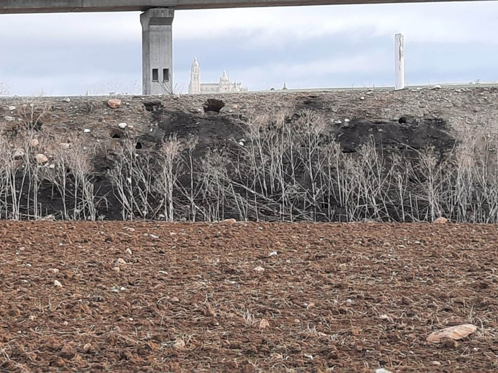 Tierra en Segovia, con la Catedral de fondo, con el paso visible de conejos. / EL ADELANTADO