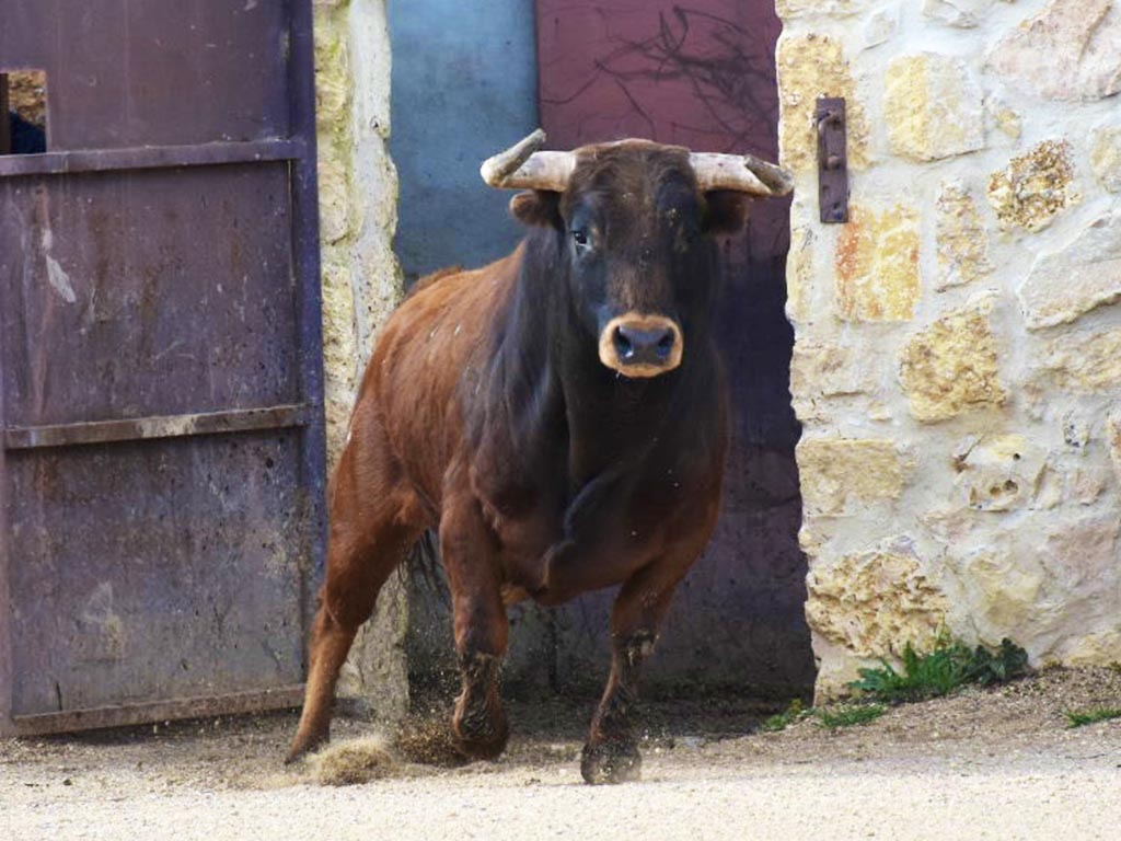 Un novillo sale de chiqueros, en una imagen de archivo. / A.M.