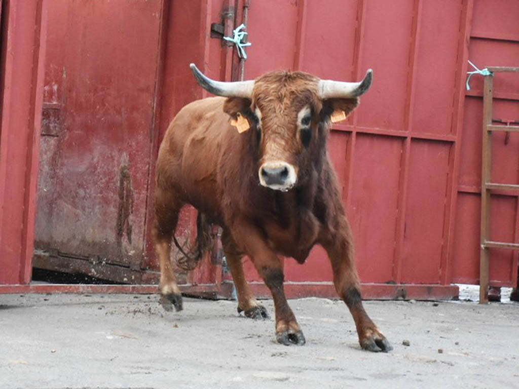 Desencajonamiento de un novillo. / A.M.