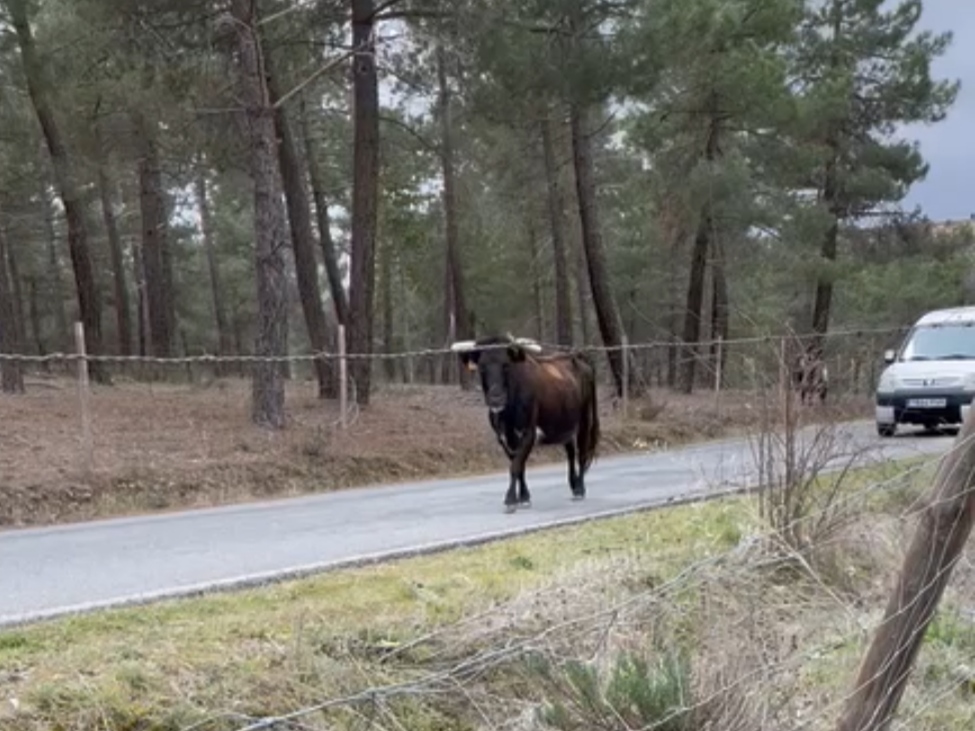 Un vecino de Brieva es hospitalizado tras ser atacado por una res brava 1 Una de las vacas que escapó de una finca de ganado bravo en el entorno de Brieva.