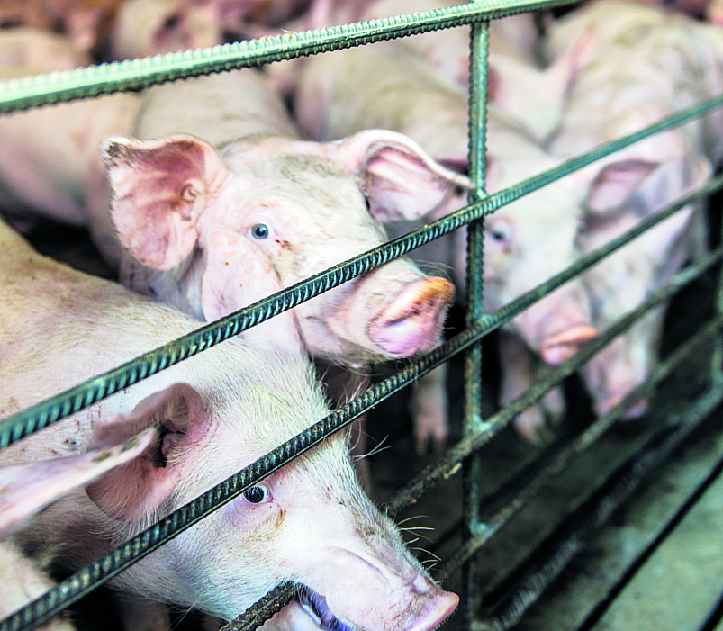 22 1kama Nave Cerdos KAM9646