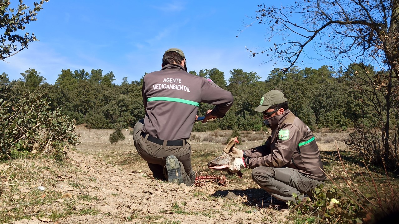 Agentes medioambientales, con los corzos abatidos. / EL ADELANTADO