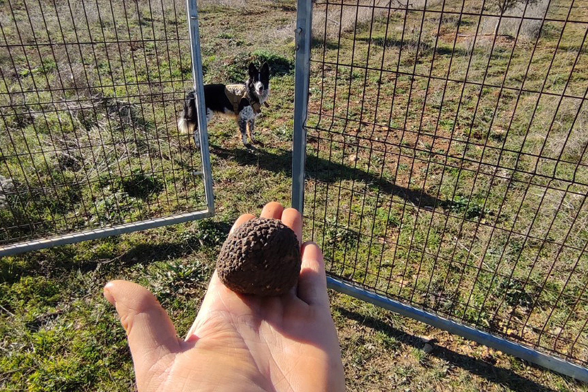 Ejemplar de trufa negra recogida en un campo de Segovia.