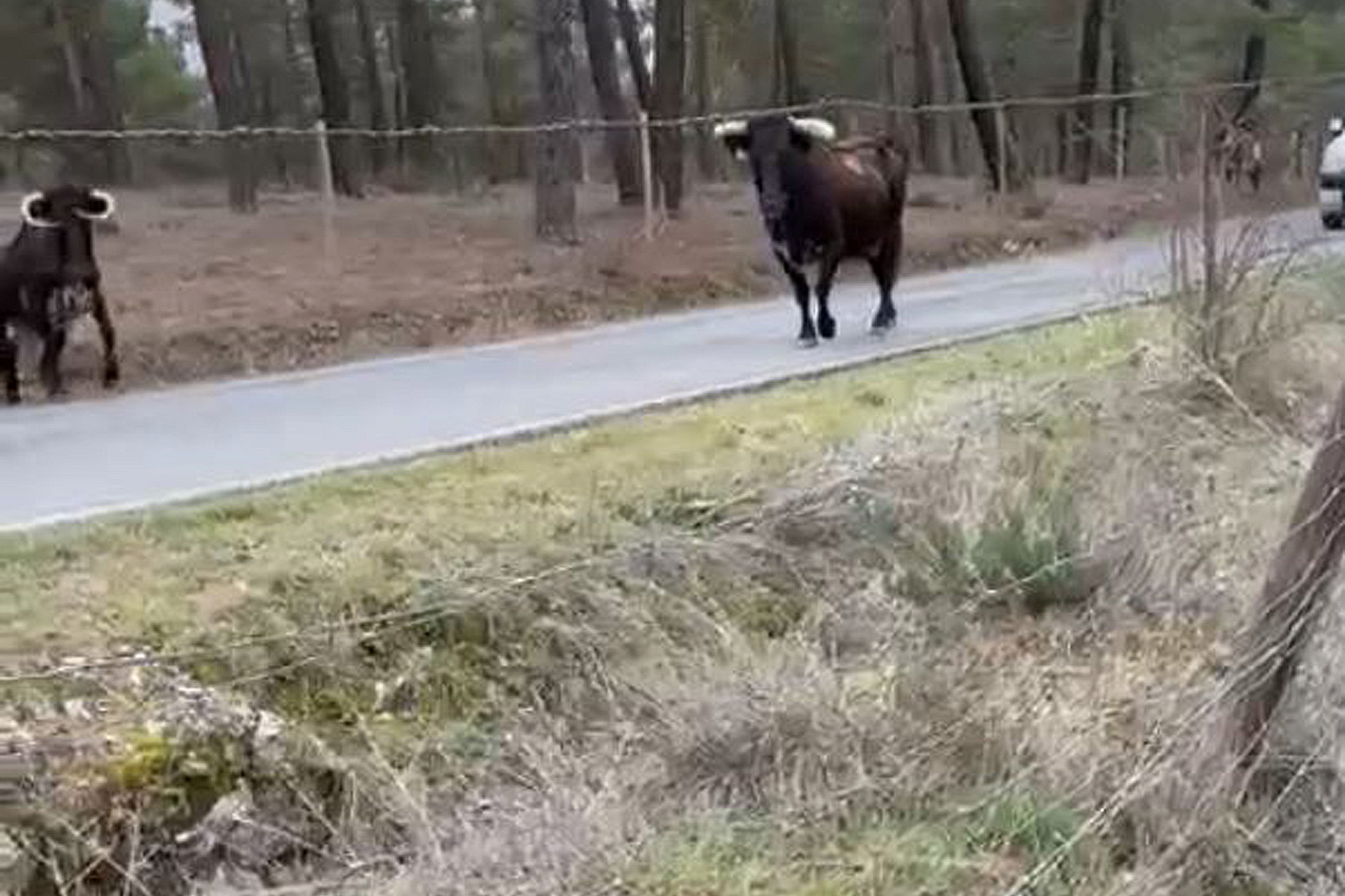 brieva vacas reses bravas sueltas