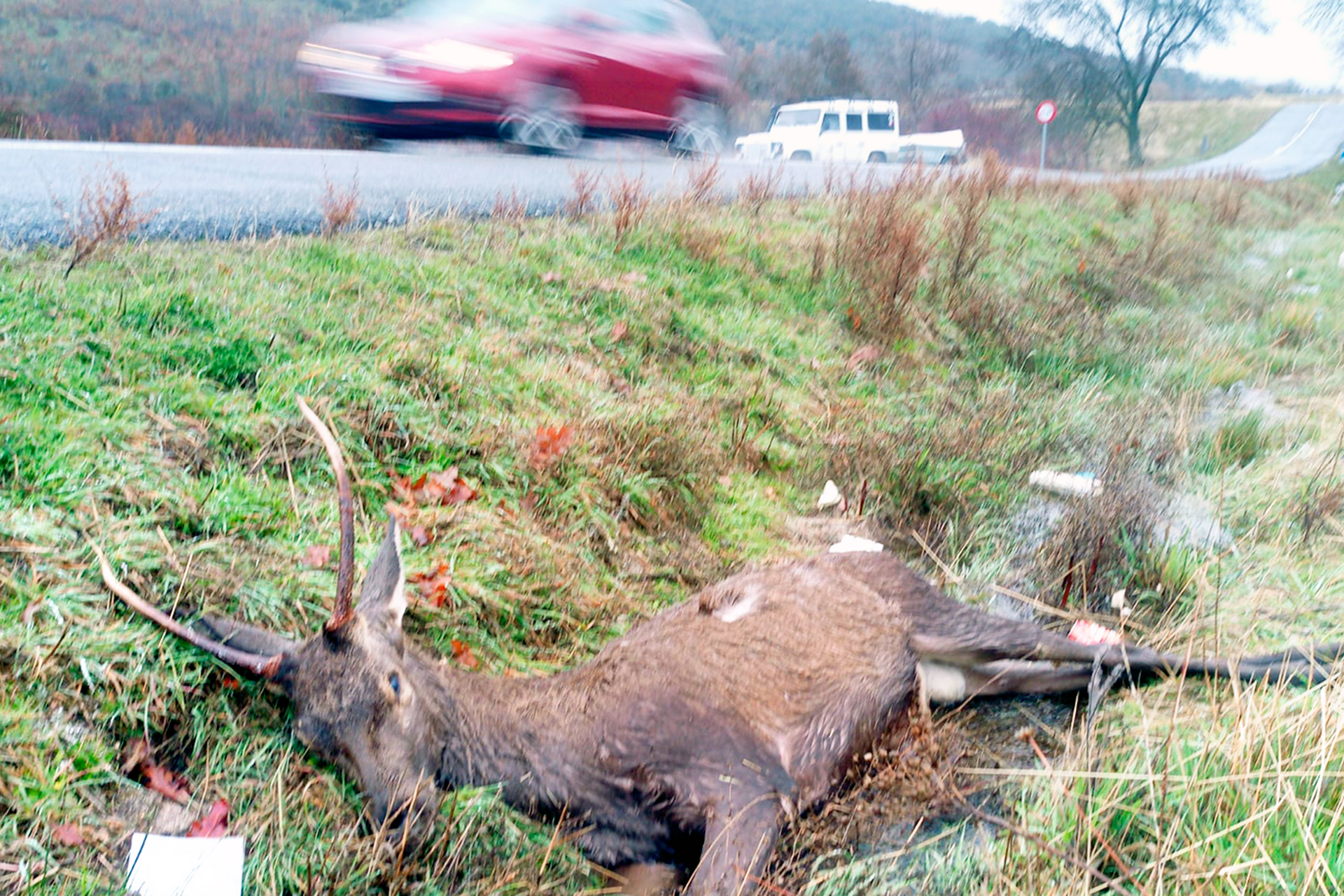 Atropello de un animal en la SG-500. / EL ADELANTADO
