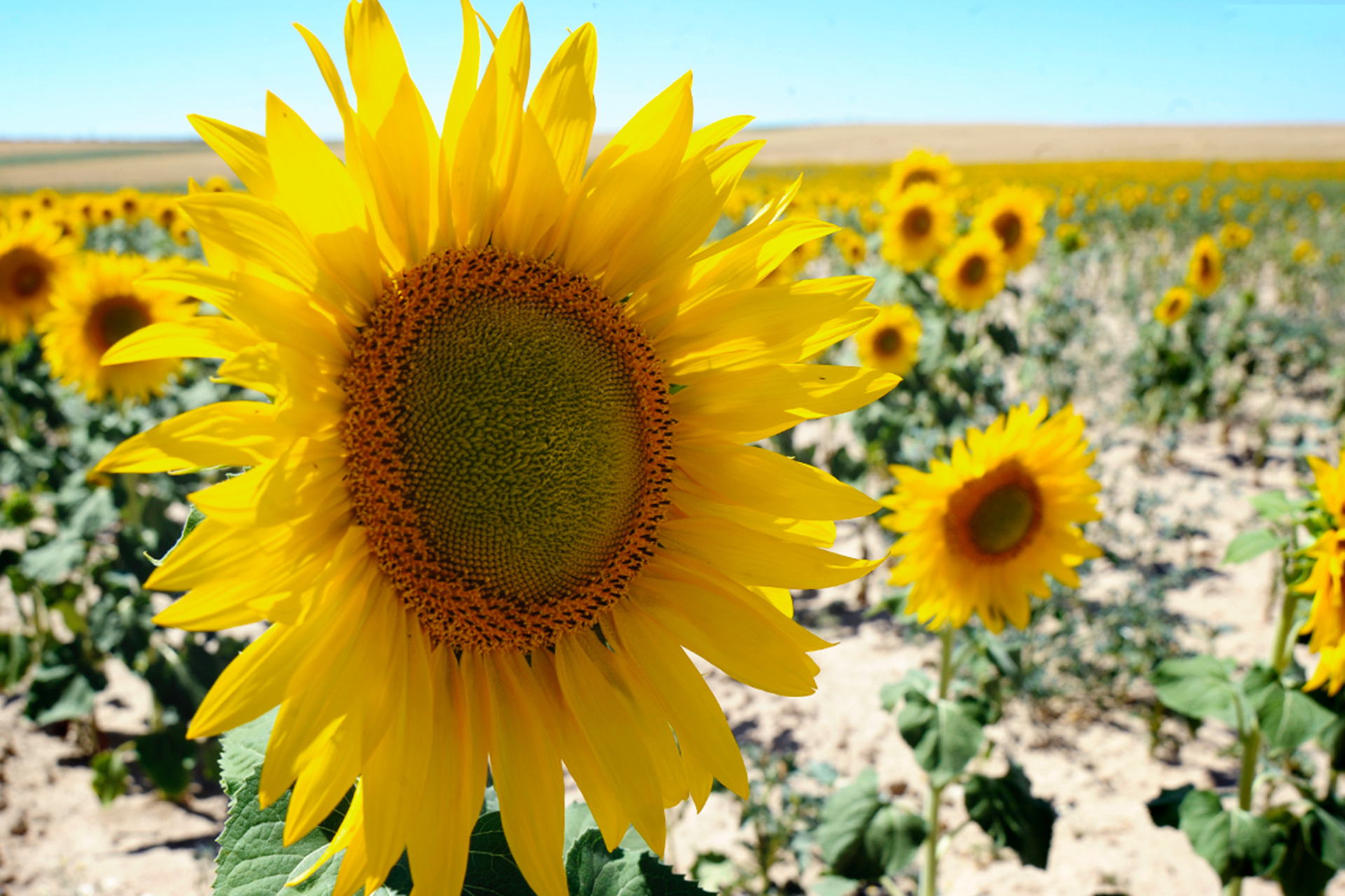 Girasoles. / KAMARERO