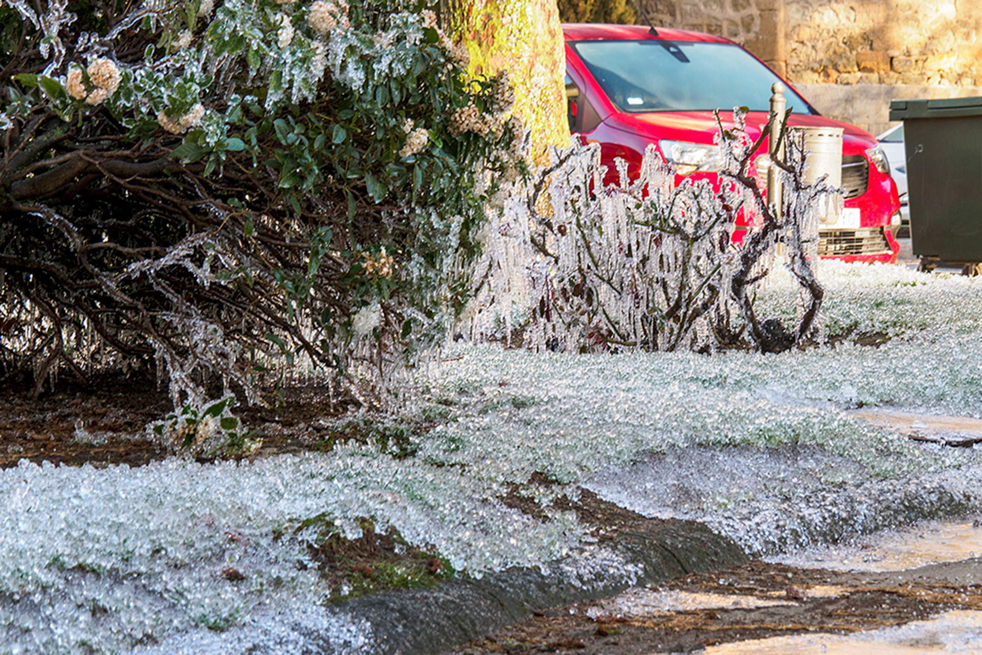 Uno de los parterres afectados por la helada. / Kamarero