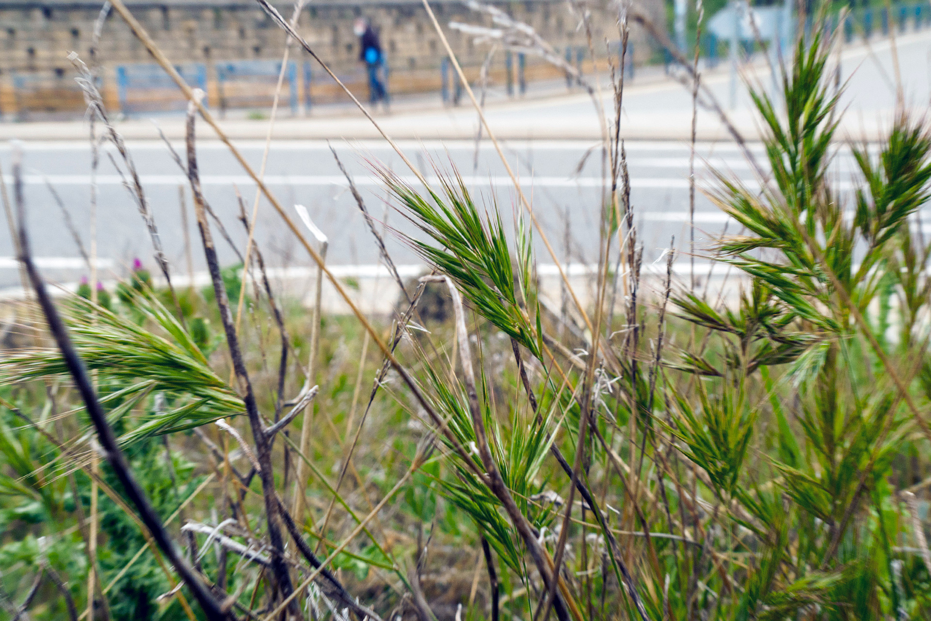 Este año la naturaleza está teniendo un proceso de polinización poco intenso en lo que corresponde a las gramíneas, familia de plantas que provoca la afectación más invasiva en Segovia./ KAMARERO