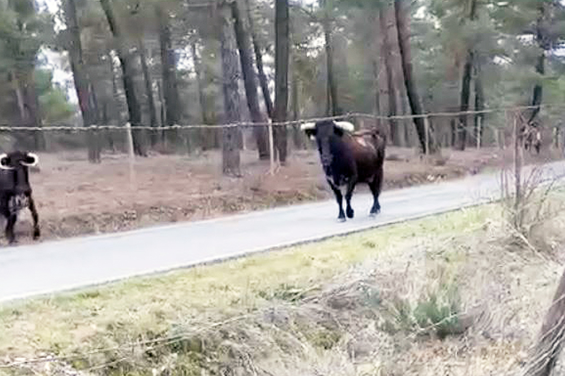 Varias reses se escaparon en Brieva hace unos días. /E.A.
