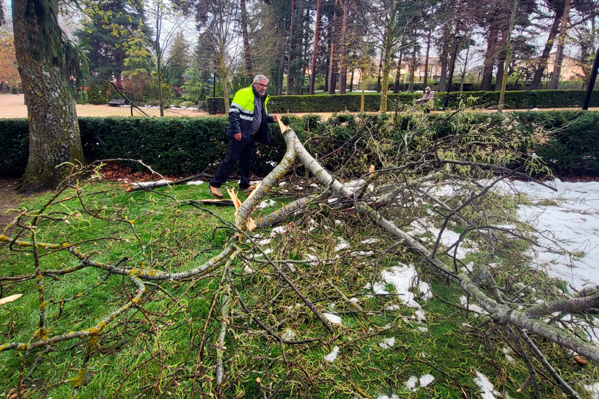 el espinar temporal borrasca arboles derribados 1