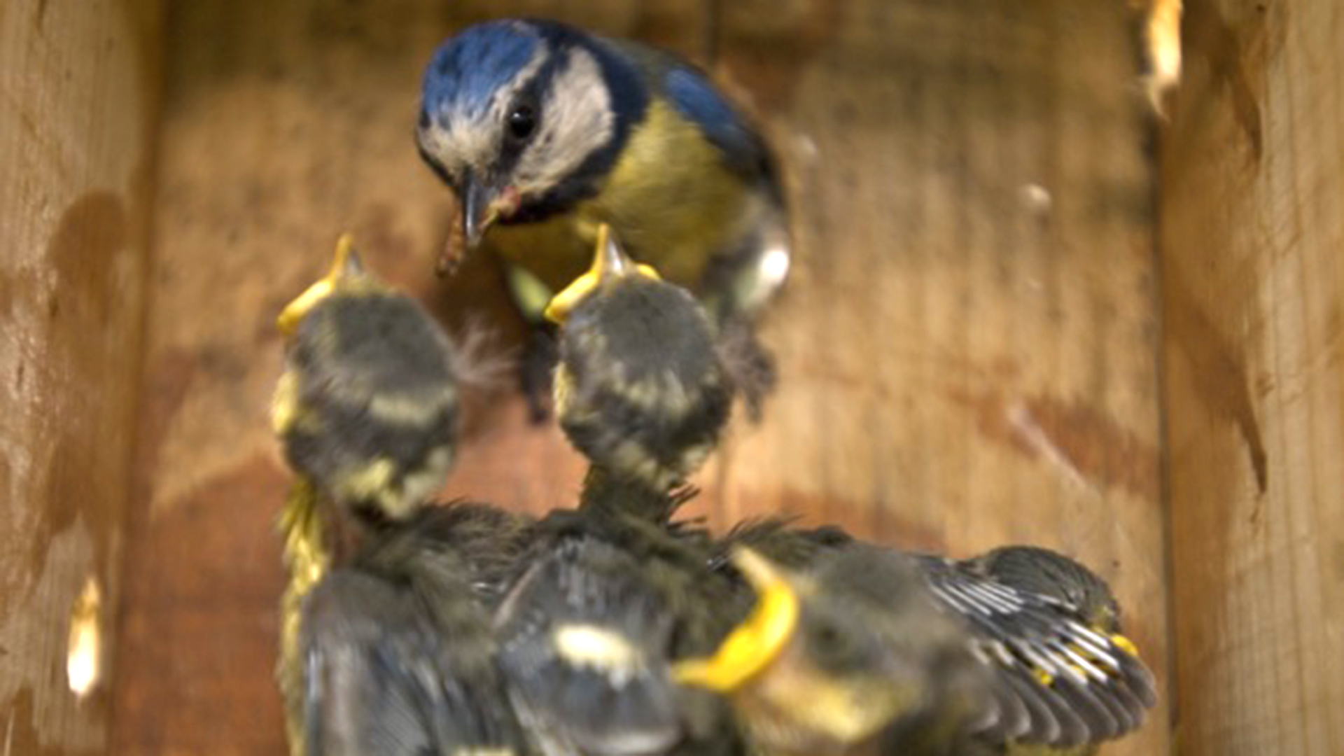 Un herrerillo común da de comer a sus polluelos. / ÁNGEL M. SÁNCHEZ
