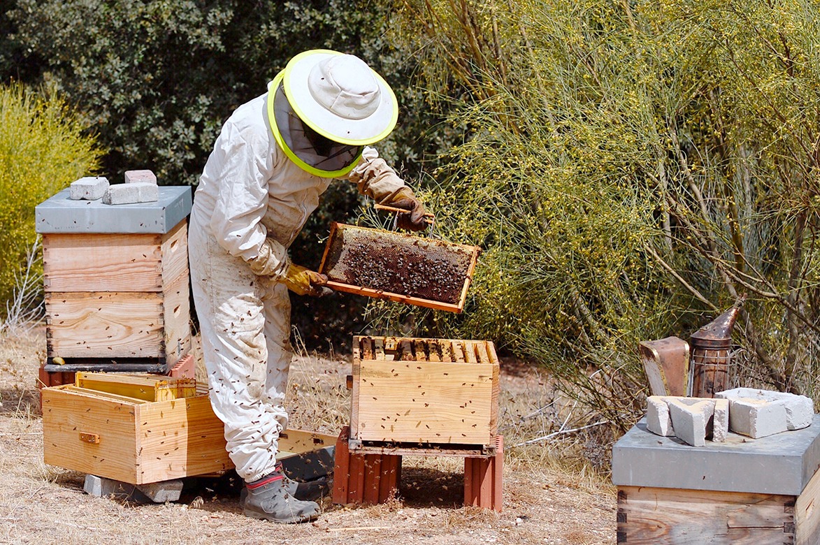 Los apicultores segovianos producen 120 toneladas anuales de miel.