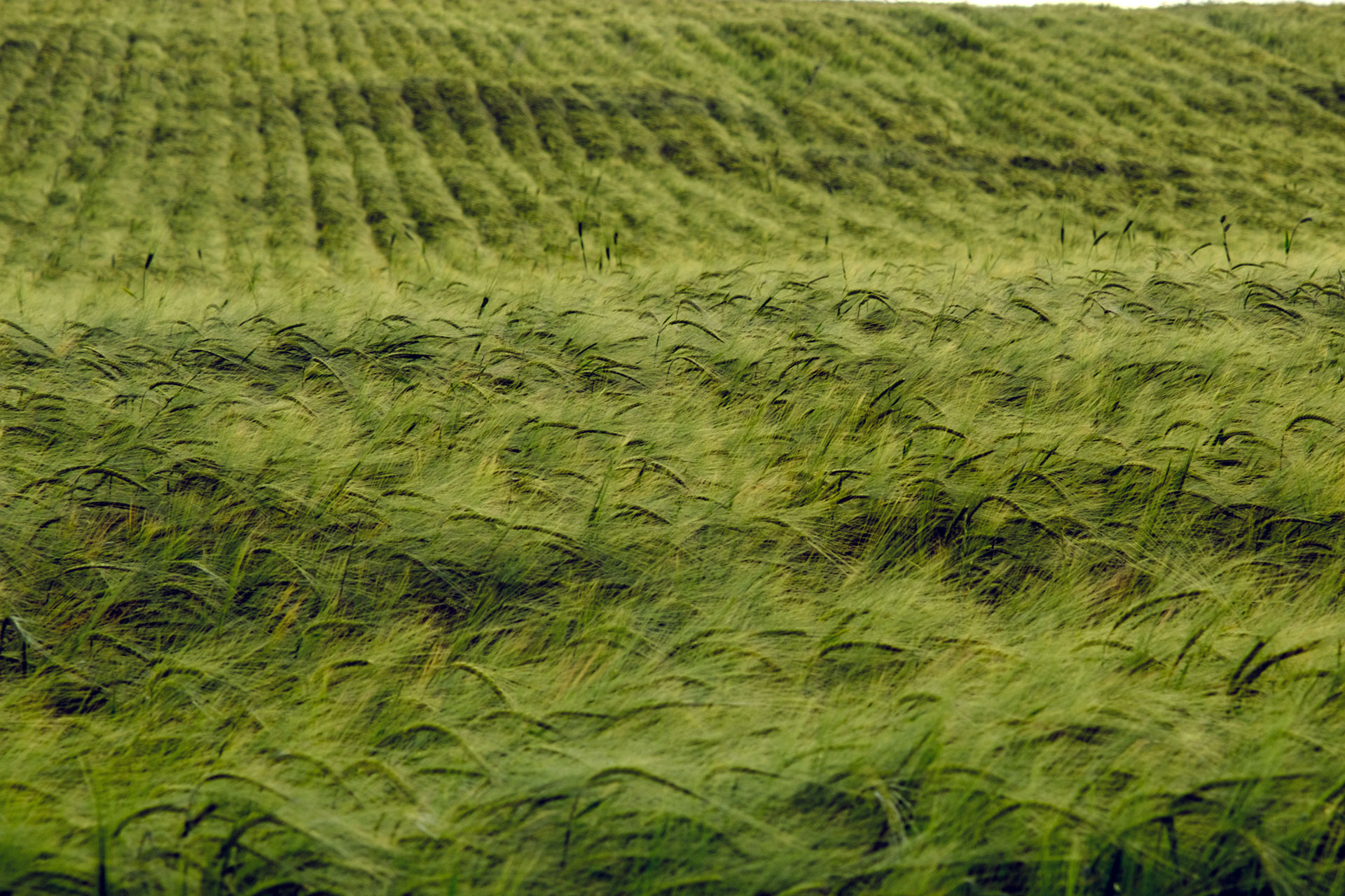 Agricultura Cereal Cebada Verde KAM0715
