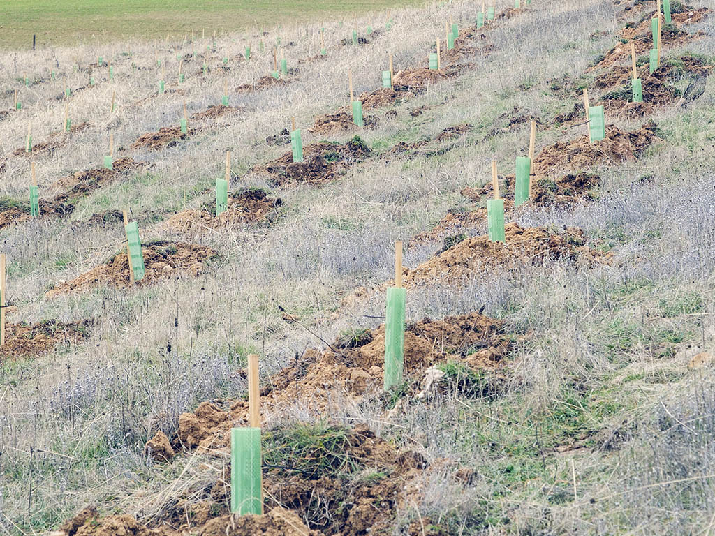 Plantación de árboles. / KAMARERO