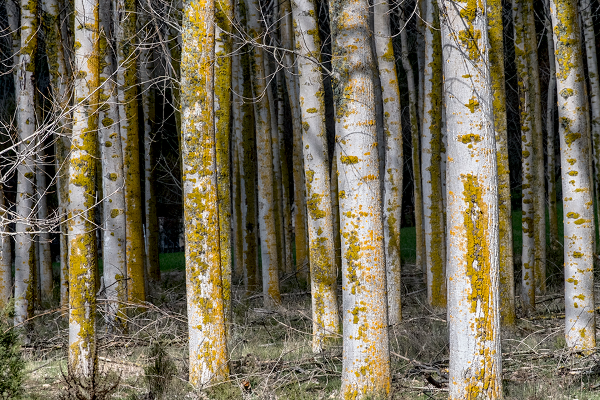 Los dueños de fincas próximas a los ríos podrán seguir plantando chopos en sus inmediaciones. / KAMARERO