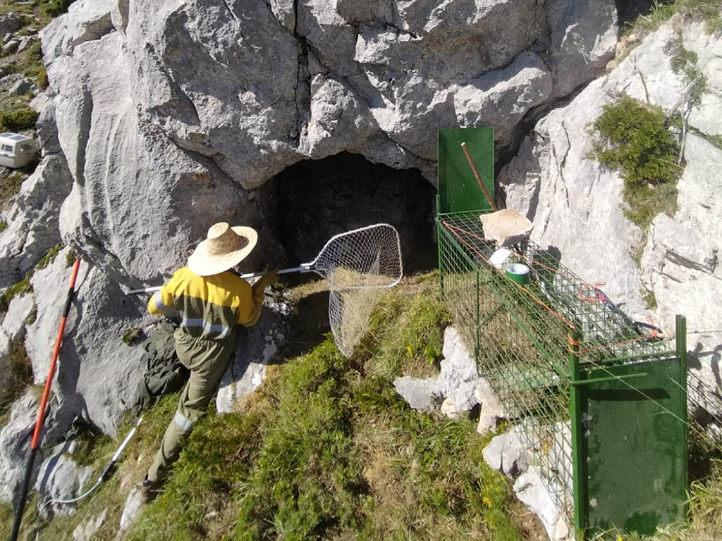 Busqueda de la osa y el osezno en la Montaña Palentina. / JCYL