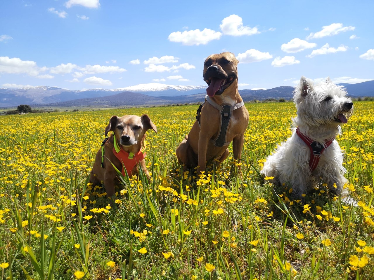 Concurso de fotos de mascotas, de Prodestur. / DIPUTACIÓN