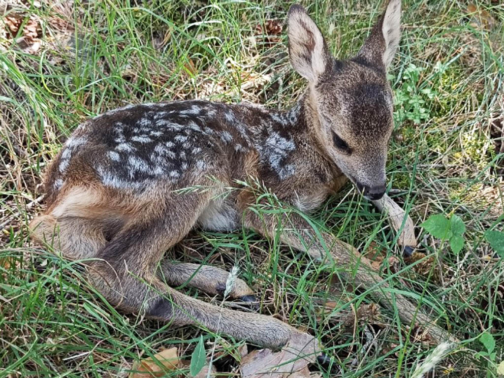 Cría de corzo. / EL ADELANTADO