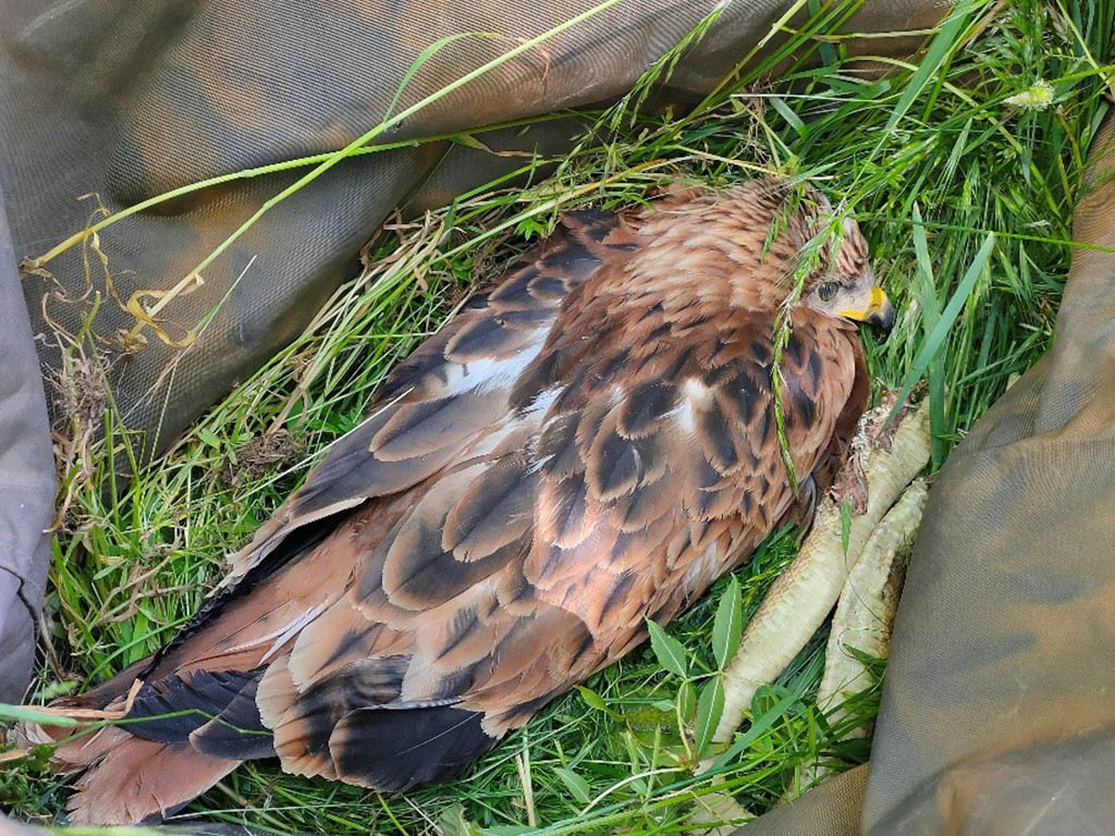 Pollo de milano real, devuelto en la comarca de Navafría. / ICAL