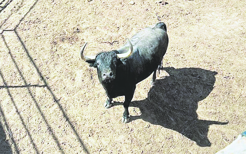 Toro de Partido de Resina para Cuéllar.