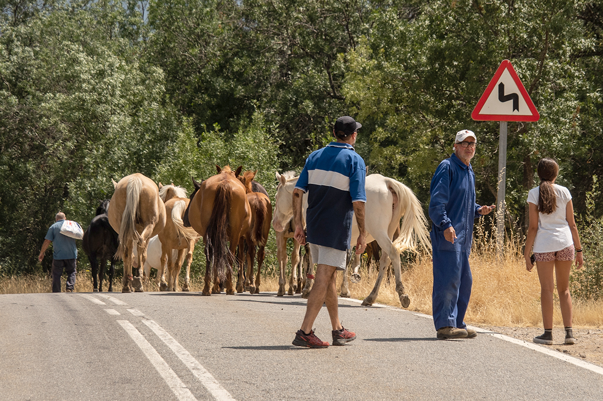 Ganaderos de la zona desplazan sus animales a un lugar seguro. / NEREA LLORENTE