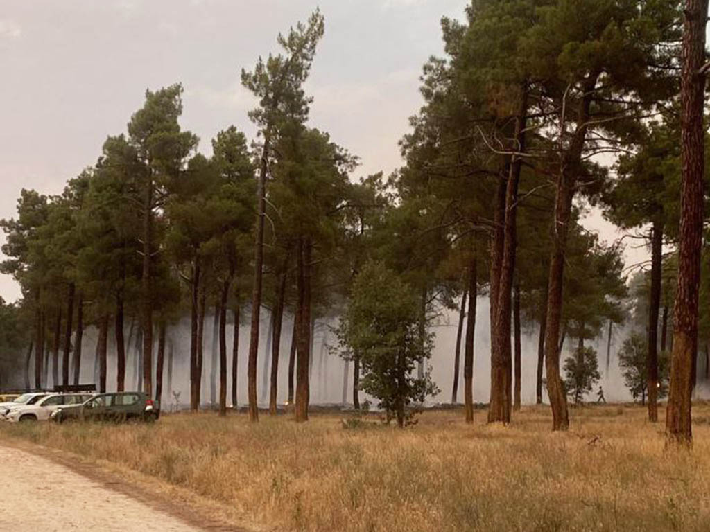 Incendio Pinarnegrillo