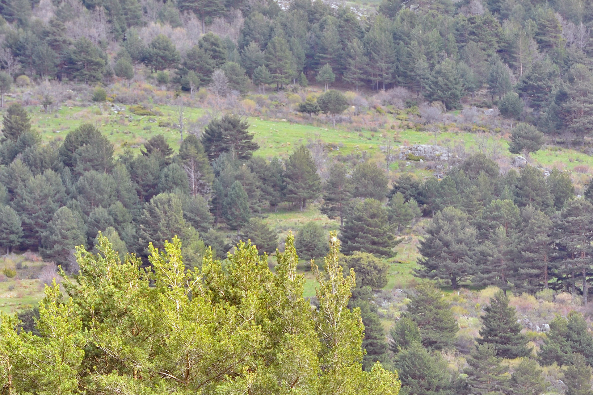 Navafría cuenta con una gran masa forestal./KAMARERO