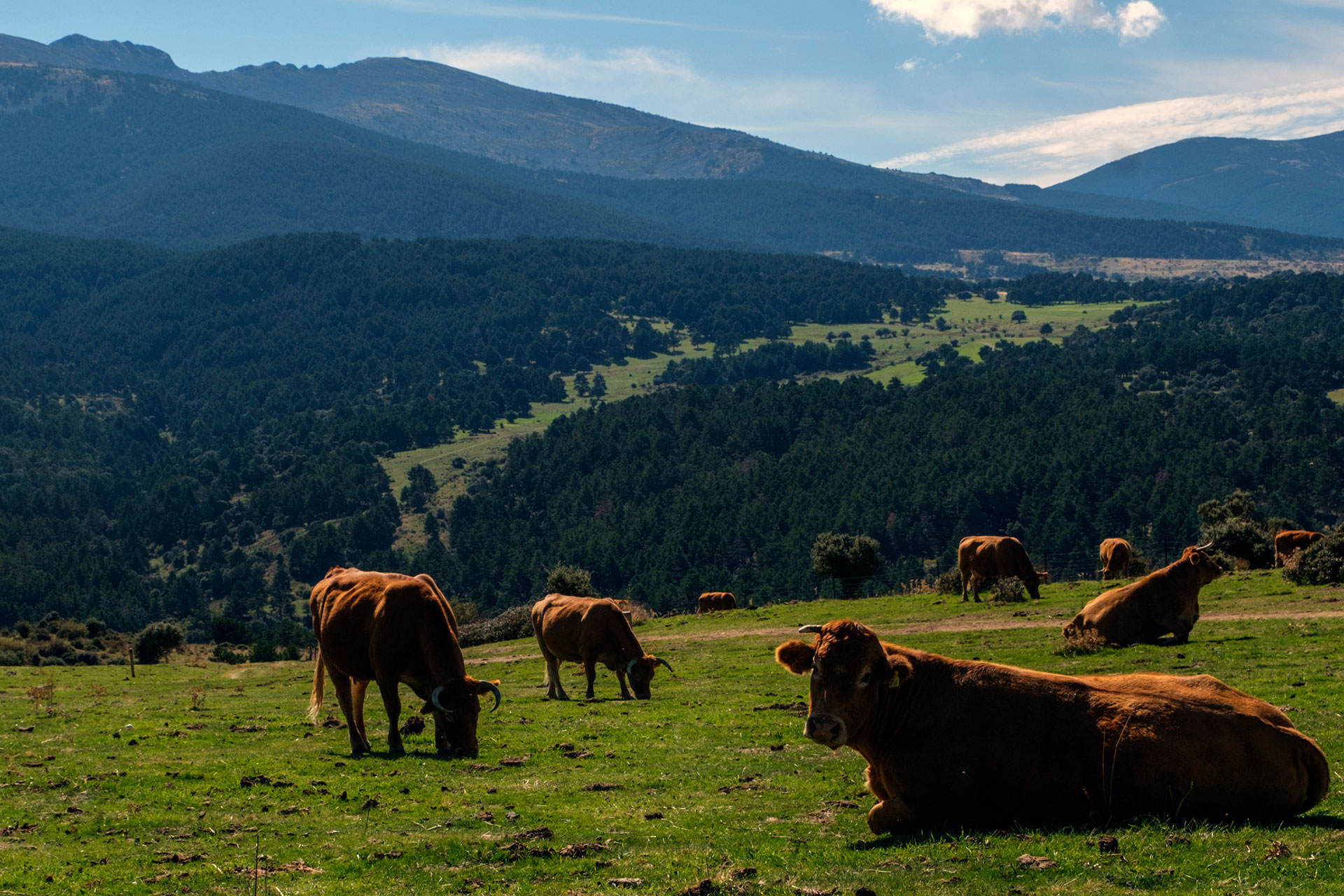 Decenas de vacas en una de las praderas de la Sierra de Guadarrama, en la Mujer Muerta. / KAMARERO