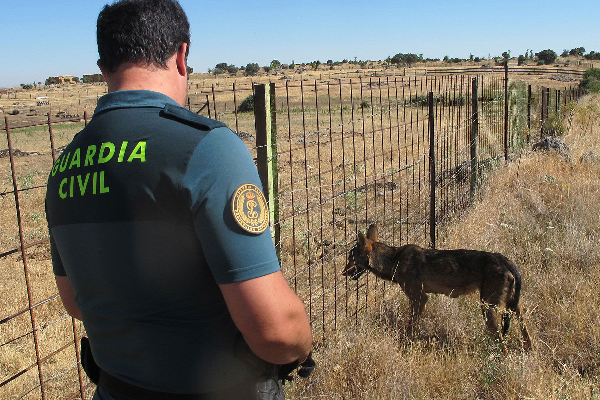 El lobo estaba atrapado en la valla metálica con la cabeza metida en los hierros.