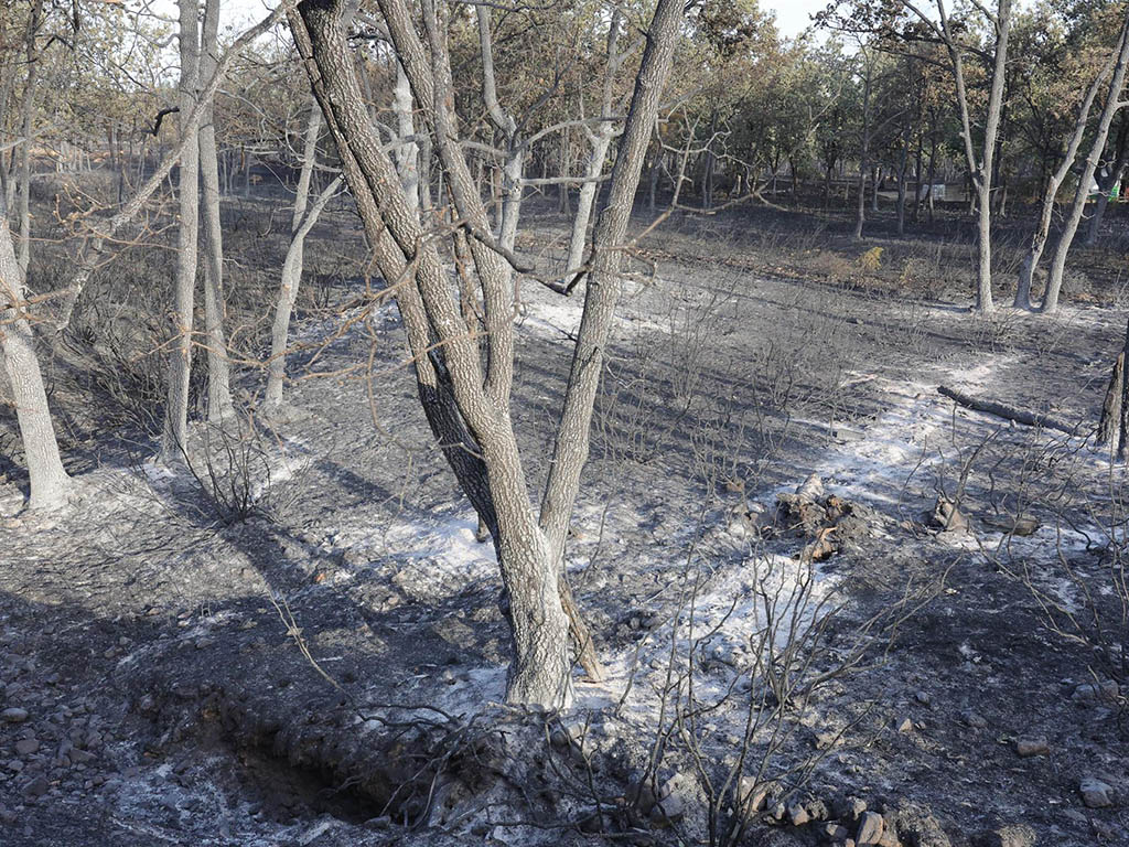 Vientos de hasta 70 km/h complican los 35 incendios de Castilla y León 1 incendio