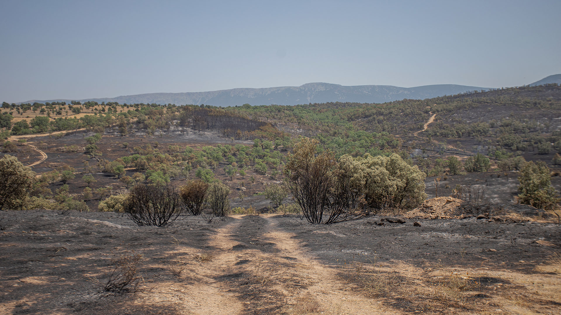 04 01 rocio pardosweb