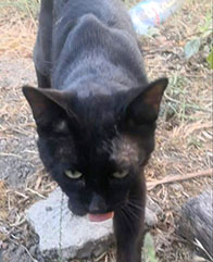 09 02 gato negro web