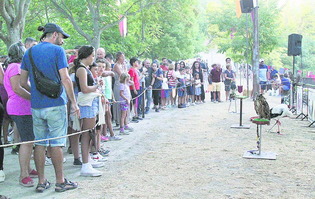 14 1Muestra de cetrería ubicada en el Paseo de la Reina. /C.N.
