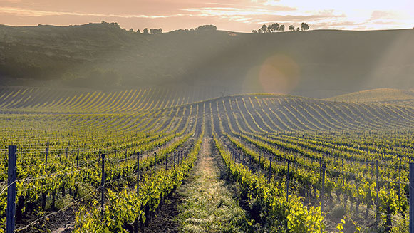 Castilla y León, a la cabeza en exportaciones agroalimentarias 1 15 01 web