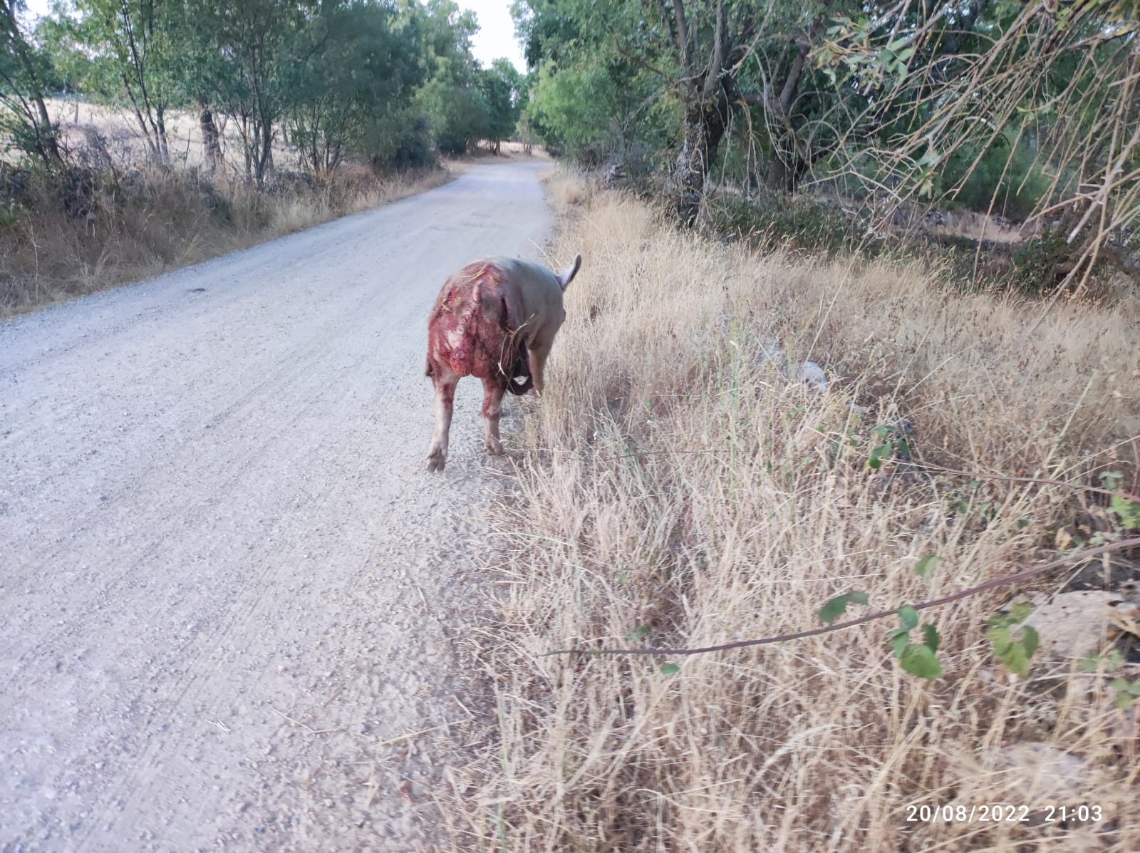 Un cerdo atacado por los canes en Santiuste.