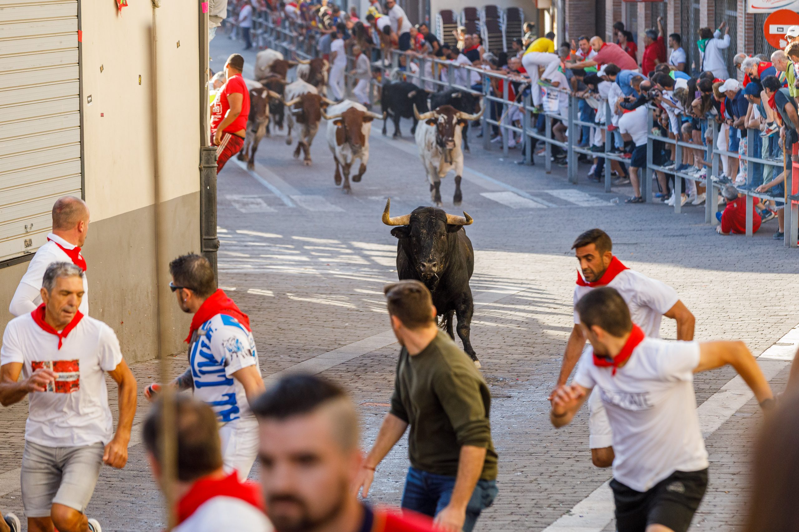ENCIERRO CUELLARTercer encierro de Cuéllar, protagonizado por los astados de Sánchez Herrero. / ICAL - NACHO VALVERDE