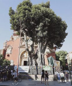 Estado del ficus el día de la protesta con varias personas colgadas de sus ramas.