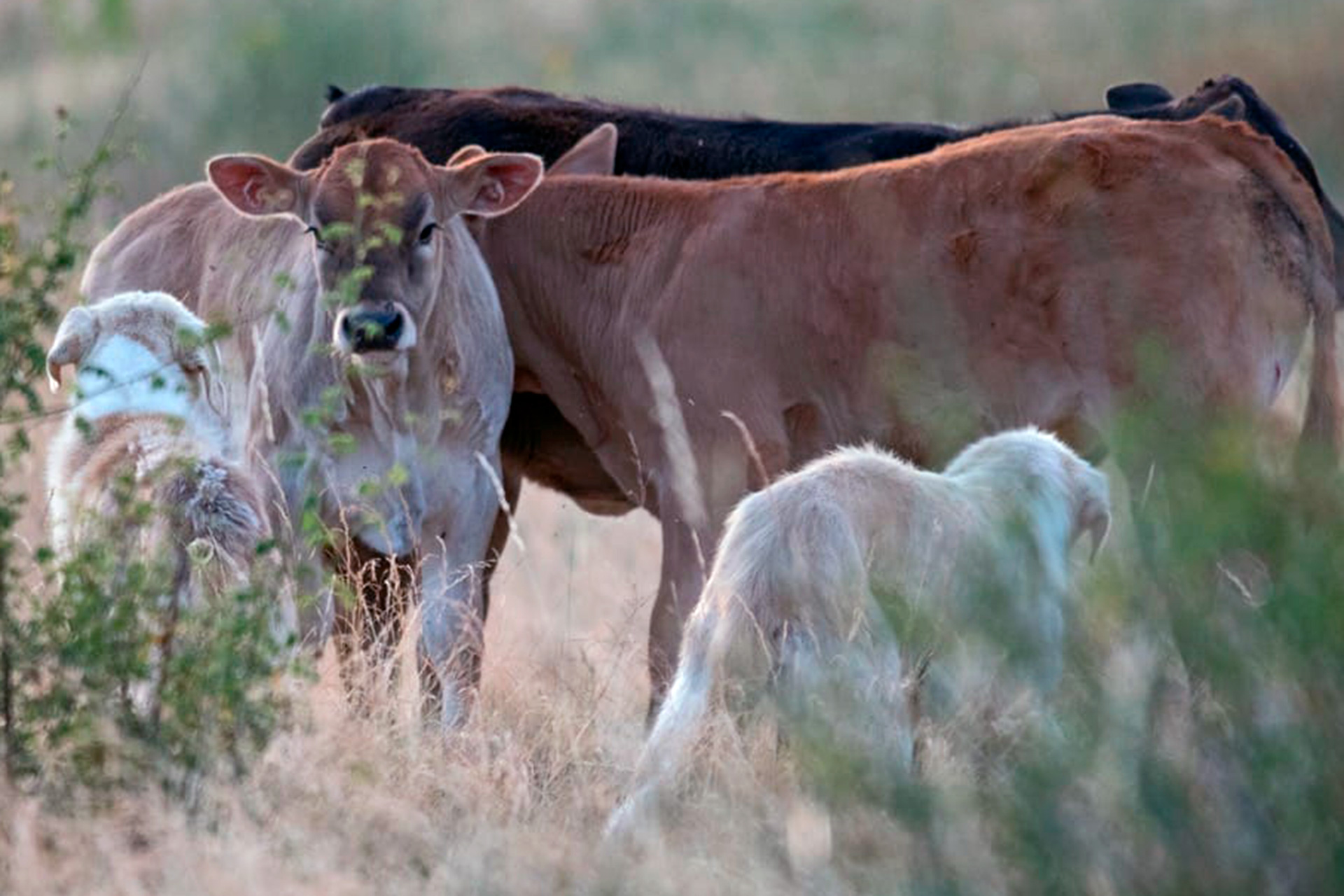 Santiuste Pedraza maltrato animal abandono 1 1