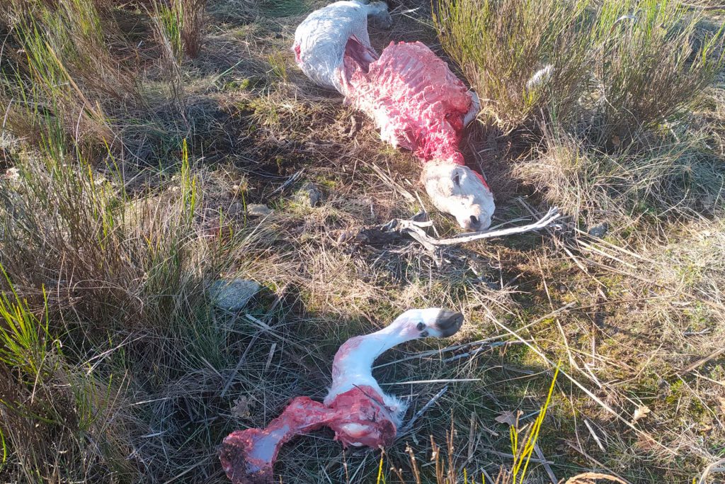 Santiuste Pedraza maltrato animal abandono Santiuste Pedraza maltrato animal abandono