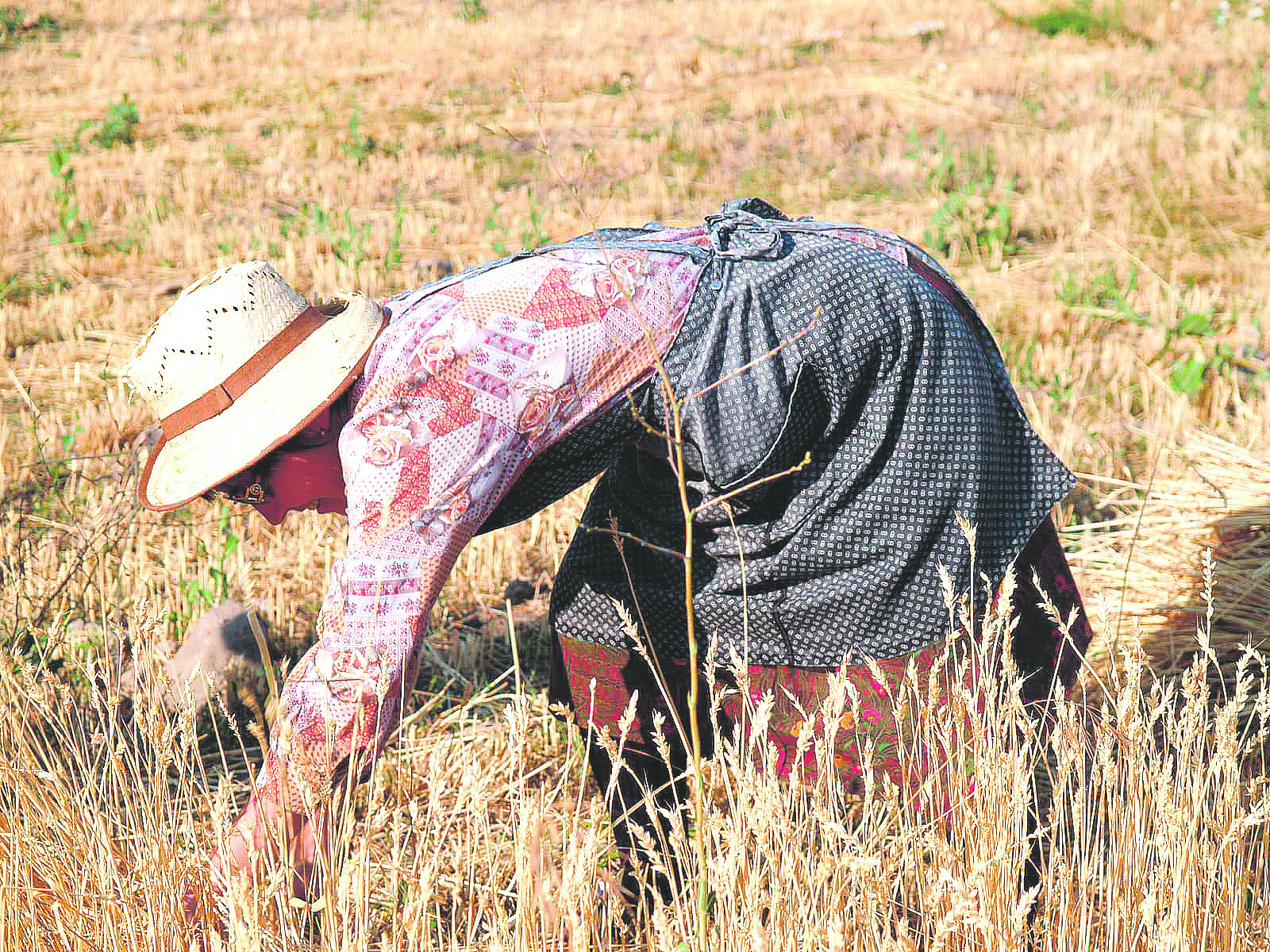 Imágenes de la autora en una jornada reviviendo las labores de la siega y los trabajos de antaño. / MARIO ANTÓN LOBO
