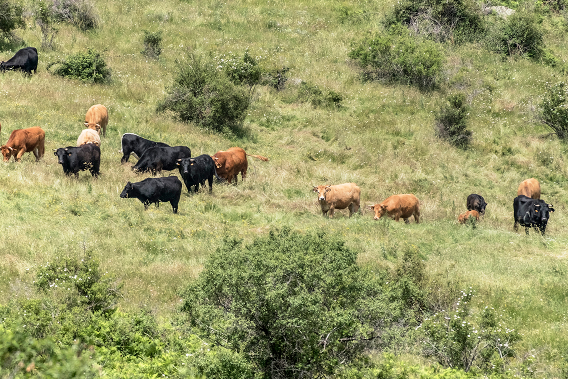 Los montes y el ganado han mantenido siempre una relación de protección mutua./KAMARERO