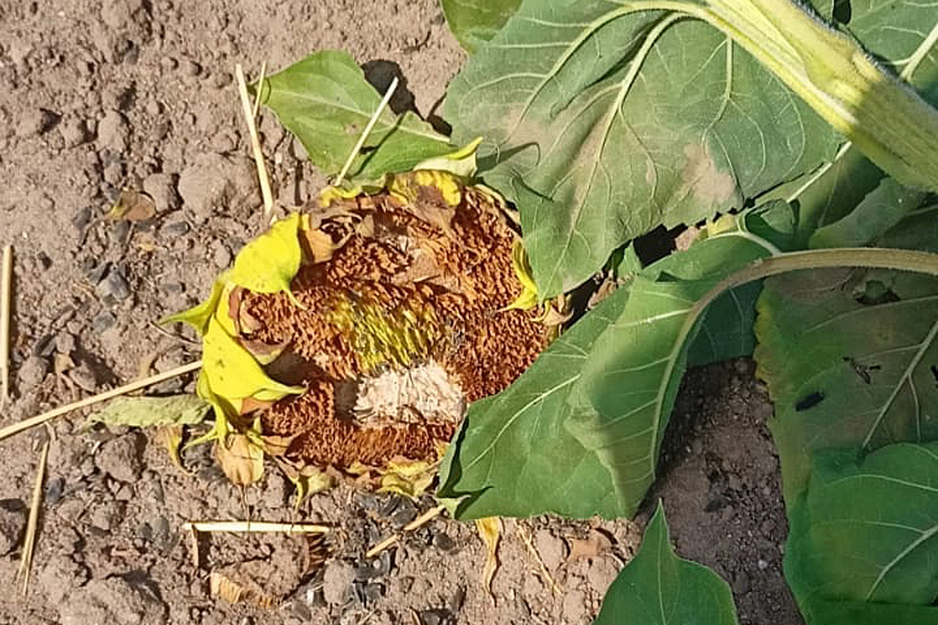 agricultura girasoles ataque jabalies 2
