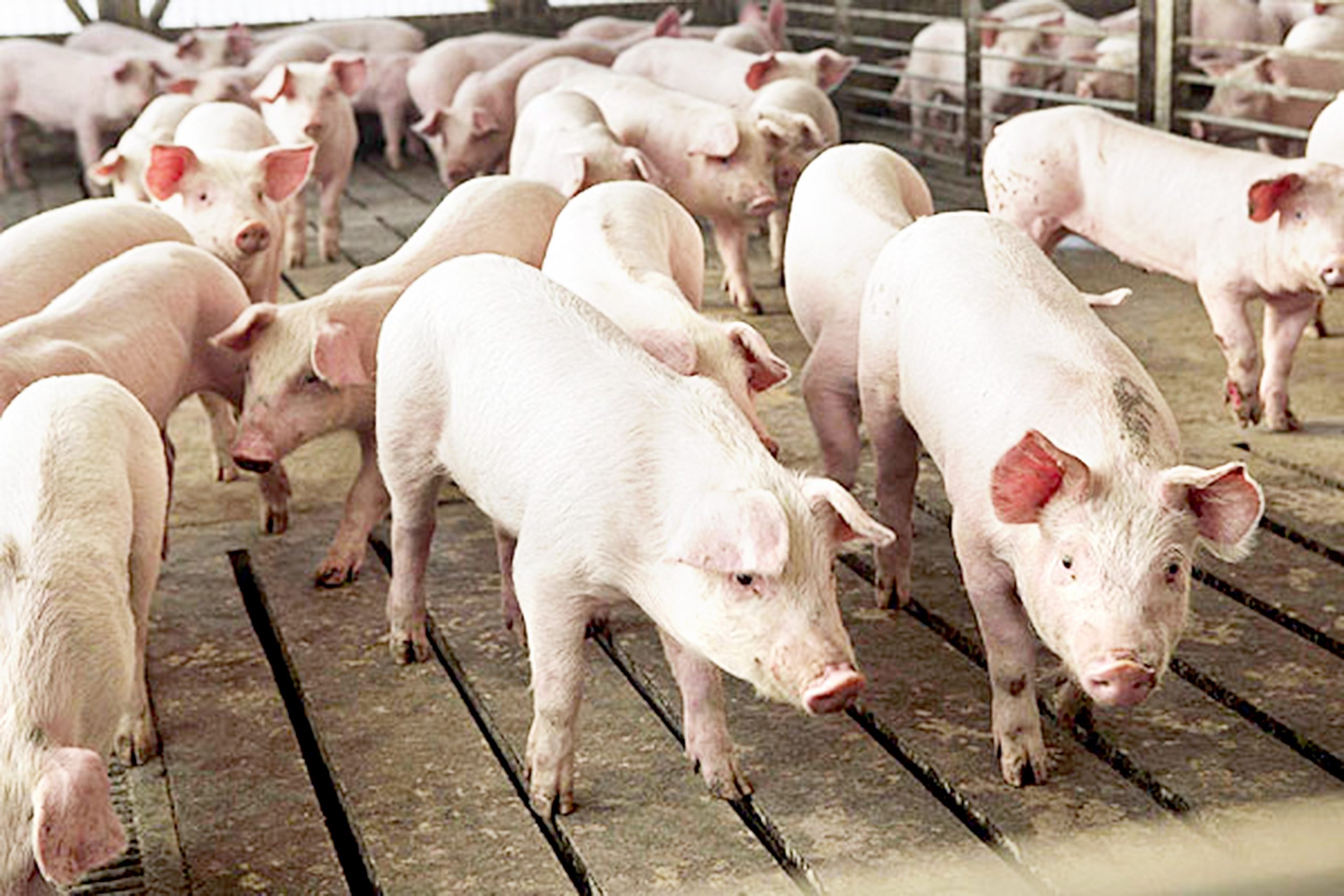 El sacrificio de animales deberá hacerse con garantías de seguridad. /EL ADELANTADO