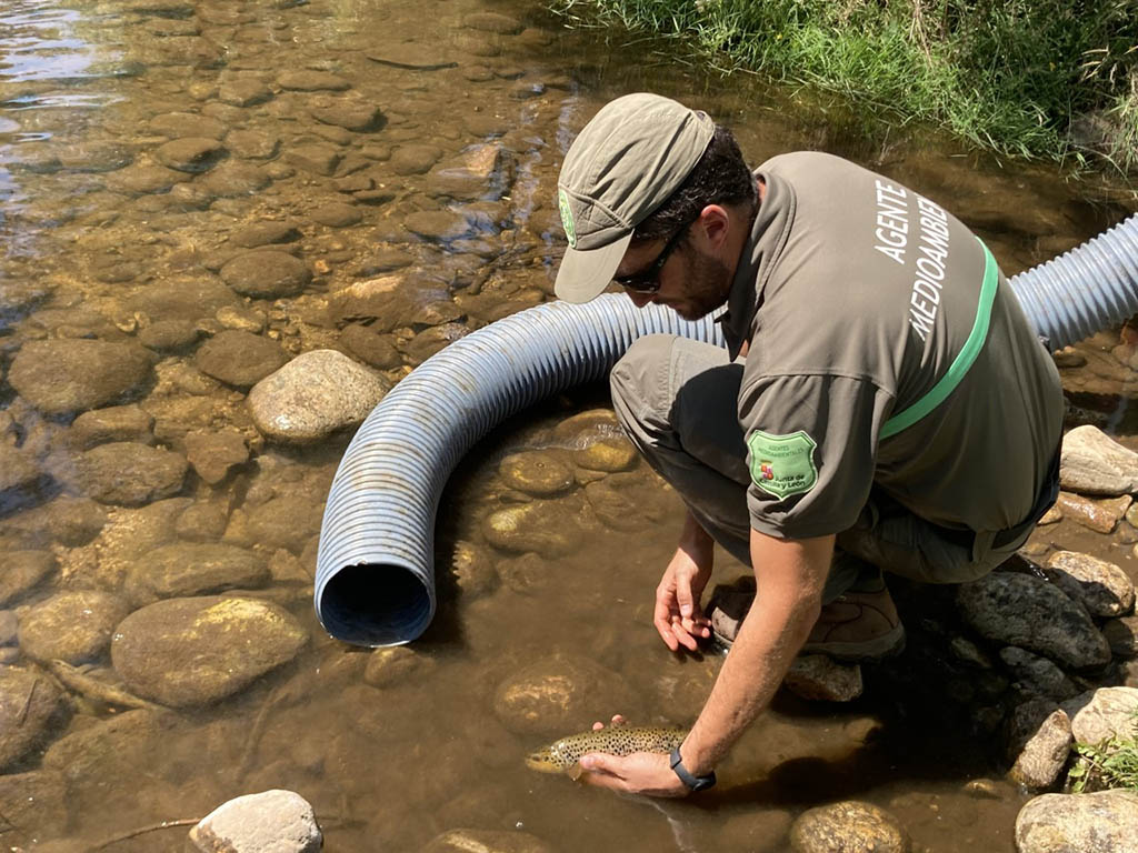 Un agente medioambiental, con un pez en el río Cega. / EL ADELANTADO