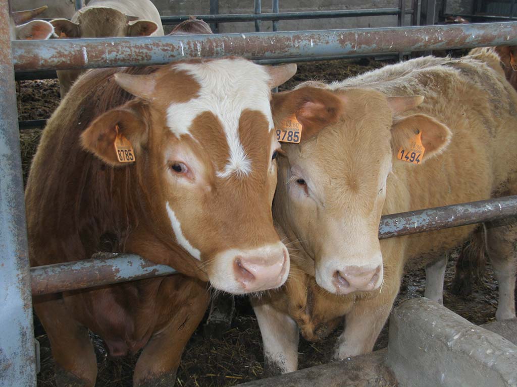 Explotación ganadera de terneros. / EL ADELANTADO